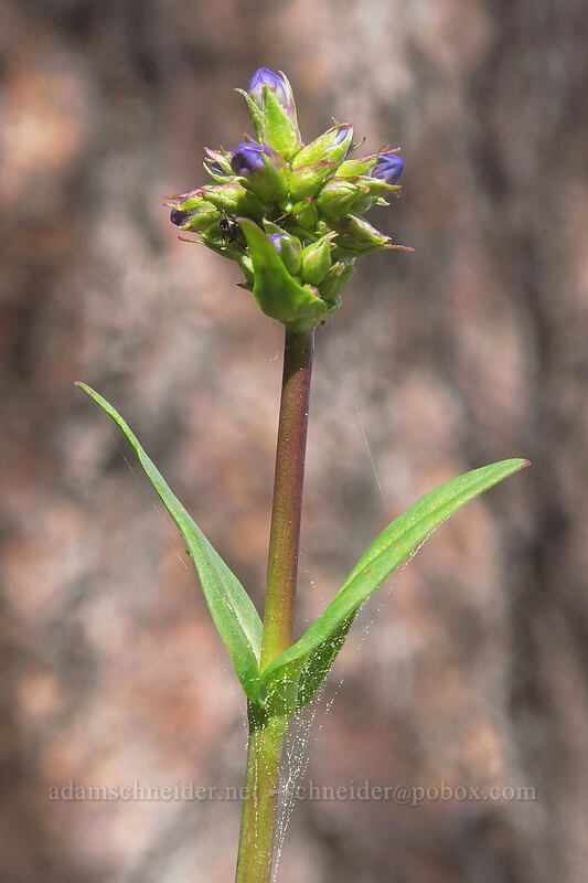 glaucous penstemon (Penstemon euglaucus) [Forest Road 2730, Mt. Hood National Forest, Wasco County, Oregon]