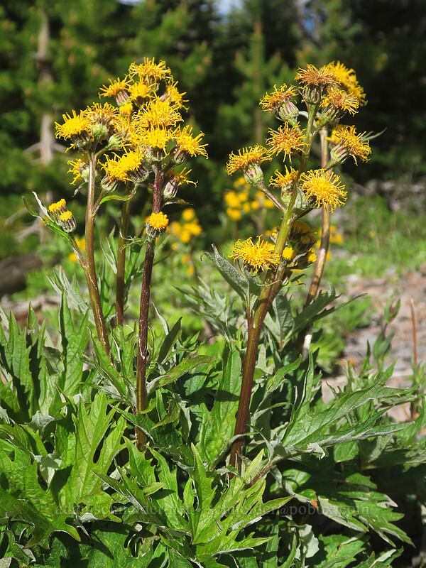 silver-crown luina (Cacaliopsis nardosmia (Cacalia nardosmia)) [Forest Road 2730, Mt. Hood National Forest, Wasco County, Oregon]
