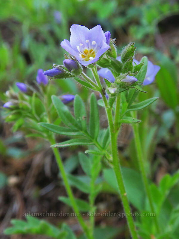 California jacob's-ladder (Polemonium californicum) [Forest Road 2730, Mt. Hood National Forest, Wasco County, Oregon]