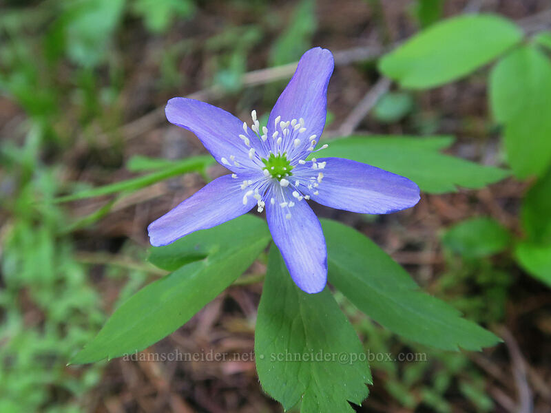 Oregon anemone (Anemone oregana (Anemonoides oregana)) [Bottle Prairie, Mt. Hood National Forest, Hood River County, Oregon]