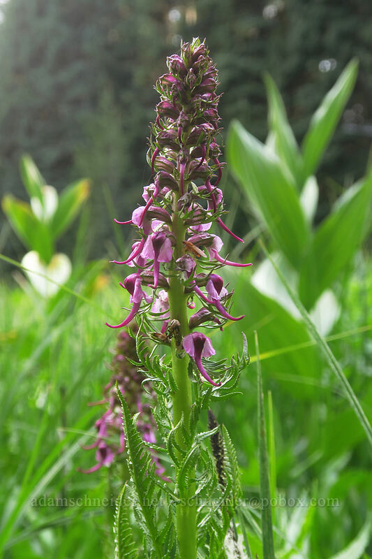 elephant's-head lousewort (Pedicularis groenlandica) [Bottle Prairie, Mt. Hood National Forest, Hood River County, Oregon]