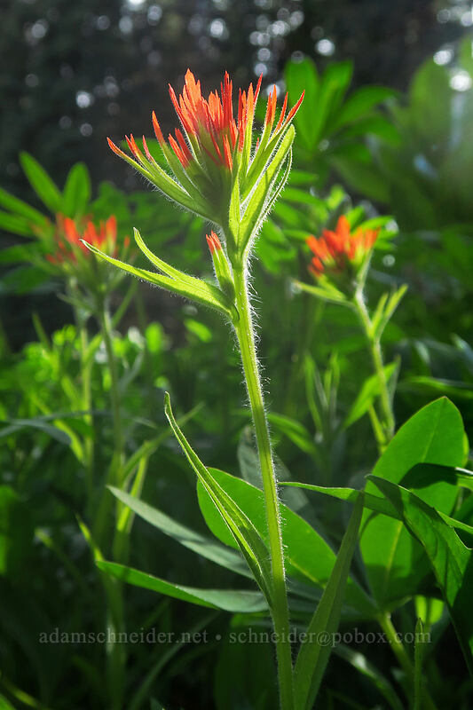 Suksdorf's paintbrush (Castilleja suksdorfii) [Bottle Prairie, Mt. Hood National Forest, Hood River County, Oregon]
