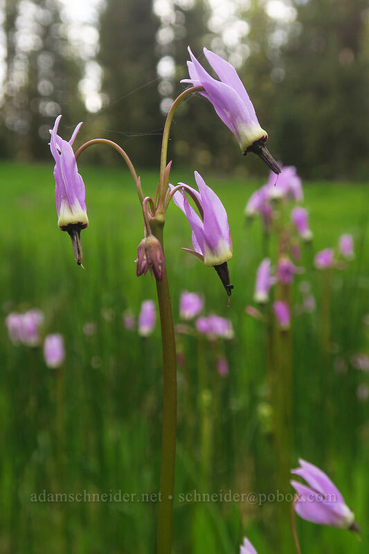 alpine shooting stars (Dodecatheon alpinum (Primula tetrandra)) [Bottle Prairie, Mt. Hood National Forest, Hood River County, Oregon]
