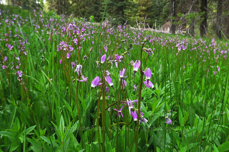 alpine shooting stars (Dodecatheon alpinum (Primula tetrandra)) [Bottle Prairie, Mt. Hood National Forest, Hood River County, Oregon]