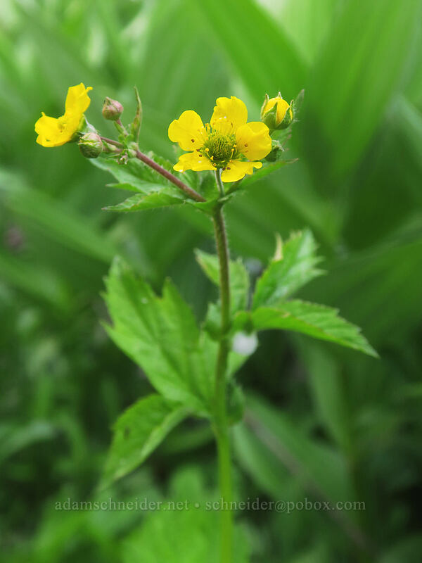 large-leaf avens (Geum macrophyllum var. macrophyllum) [Bottle Prairie, Mt. Hood National Forest, Hood River County, Oregon]