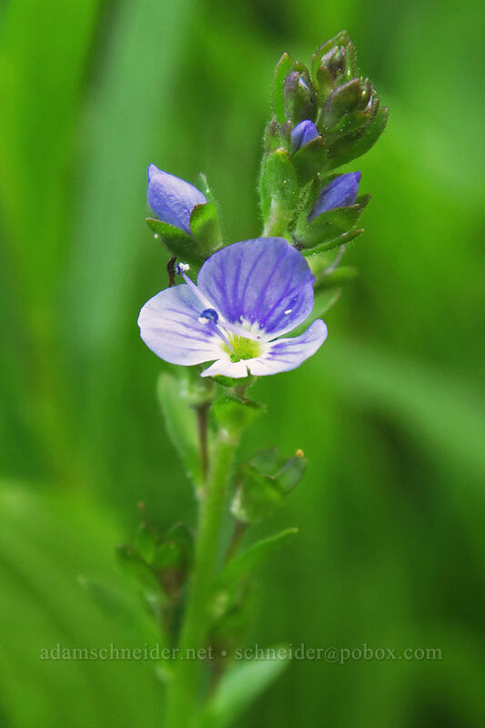 thyme-leaf speedwell (Veronica serpyllifolia) [Bottle Prairie, Mt. Hood National Forest, Hood River County, Oregon]