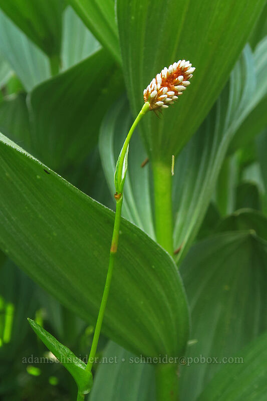 bistort, budding (Bistorta bistortoides (Polygonum bistortoides)) [Bottle Prairie, Mt. Hood National Forest, Hood River County, Oregon]