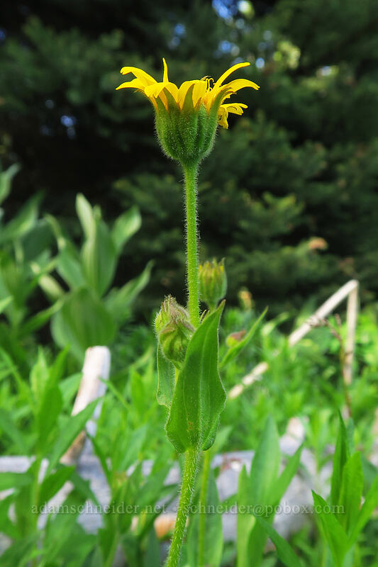 hairy arnica (Arnica mollis) [Bottle Prairie, Mt. Hood National Forest, Hood River County, Oregon]