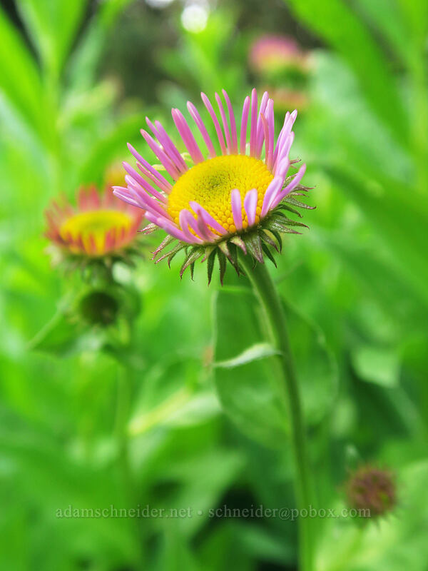 subalpine fleabane (Erigeron glacialis var. glacialis) [Bottle Prairie, Mt. Hood National Forest, Hood River County, Oregon]