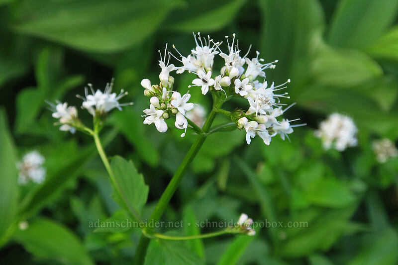Sitka valerian (Valeriana sitchensis) [Bottle Prairie, Mt. Hood National Forest, Hood River County, Oregon]