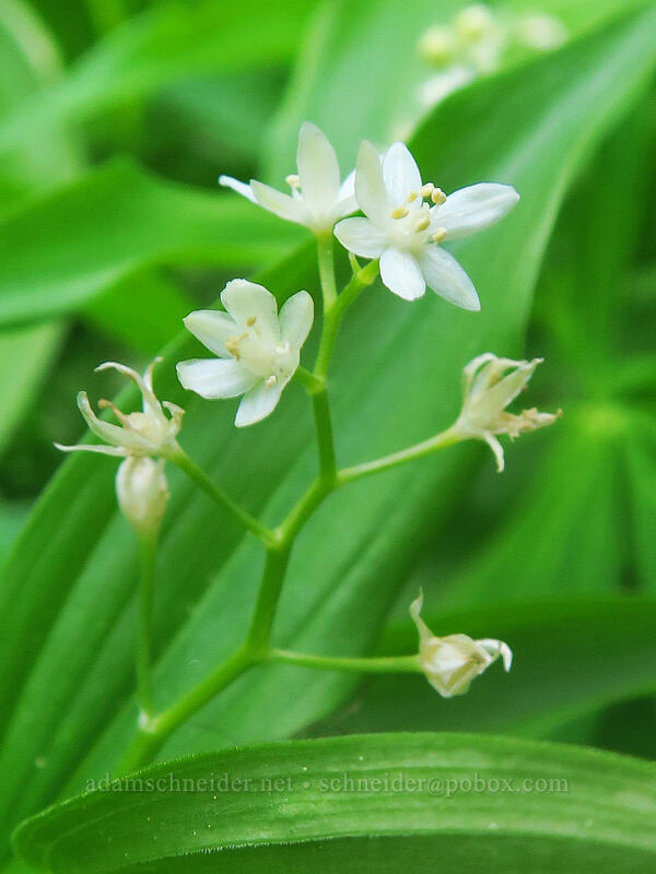 starry false solomon's-seal (Maianthemum stellatum (Smilacina stellata)) [Bottle Prairie, Mt. Hood National Forest, Hood River County, Oregon]