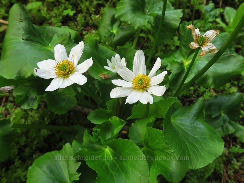 white marsh-marigolds (Caltha biflora (Caltha leptosepala var. biflora)) [Bottle Prairie, Mt. Hood National Forest, Hood River County, Oregon]