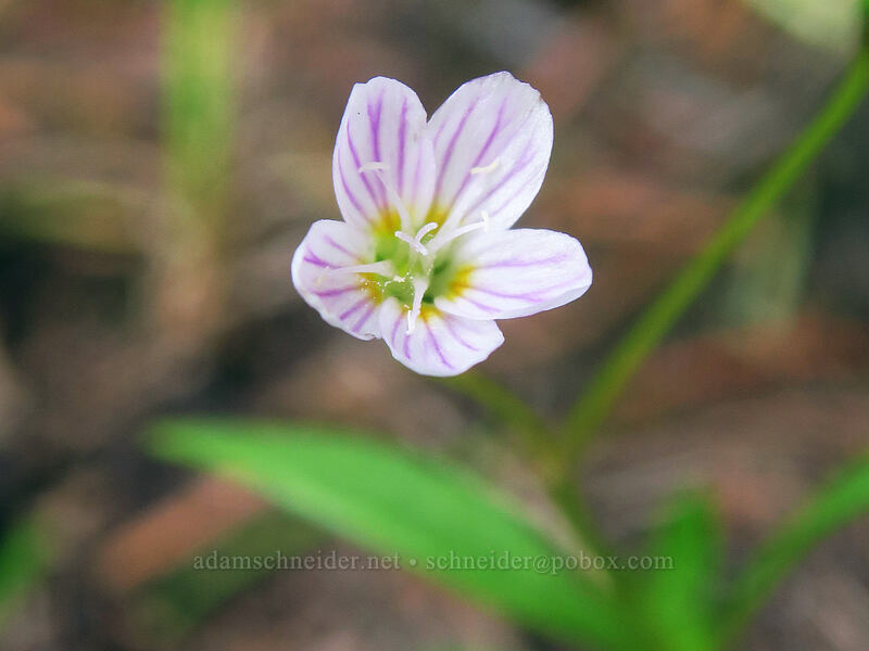lance-leaf spring beauty (Claytonia lanceolata) [Bottle Prairie, Mt. Hood National Forest, Hood River County, Oregon]