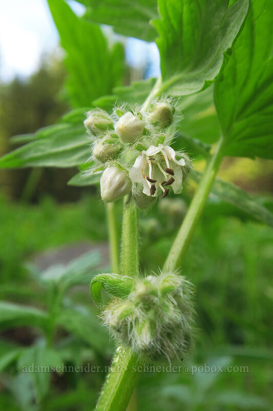 Fendler's waterleaf (Hydrophyllum fendleri var. albifrons (Hydrophyllum albifrons)) [Bottle Prairie, Mt. Hood National Forest, Hood River County, Oregon]