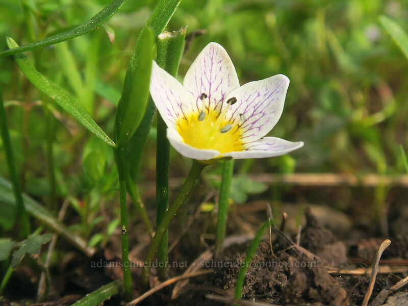 dwarf hesperochiron (Hesperochiron pumilus) [Bottle Prairie, Mt. Hood National Forest, Hood River County, Oregon]