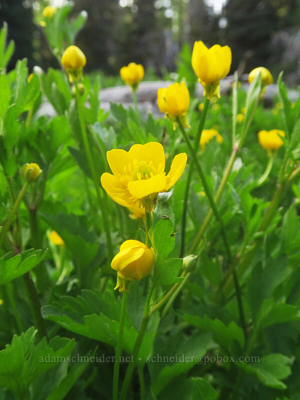 large-flowered swamp buttercup (Ranunculus orthorhynchus var. platyphyllus) [Bottle Prairie, Mt. Hood National Forest, Hood River County, Oregon]