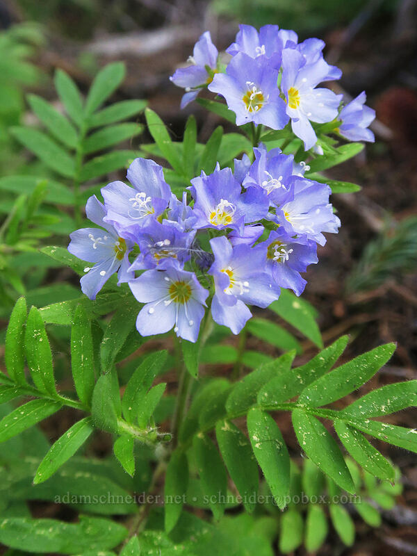 California jacob's-ladder (Polemonium californicum) [Bottle Prairie, Mt. Hood National Forest, Hood River County, Oregon]