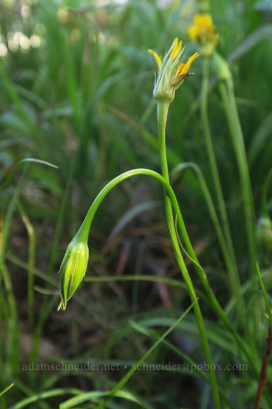 nodding microseris (Microseris nutans (Scorzonella nutans)) [Bottle Prairie, Mt. Hood National Forest, Hood River County, Oregon]