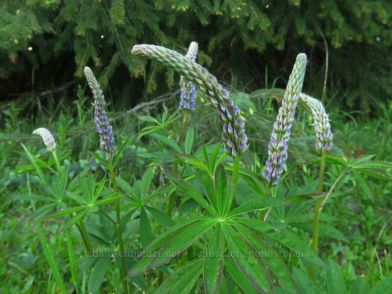 big-leaf lupine (Lupinus polyphyllus) [Brooks Meadow, Mt. Hood National Forest, Hood River County, Oregon]