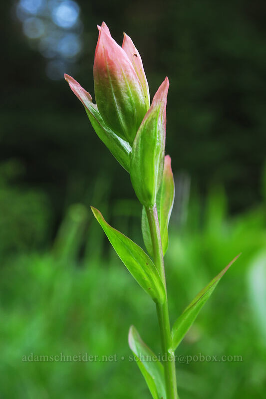 pink paintbrush (Castilleja miniata) [Brooks Meadow, Mt. Hood National Forest, Hood River County, Oregon]