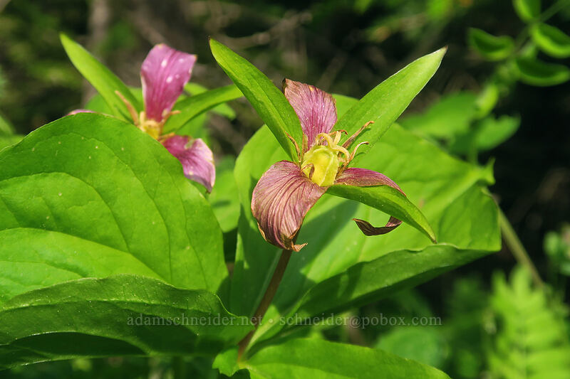 trillium, fading (Trillium ovatum) [Lookout Mountain Road, Mt. Hood National Forest, Hood River County, Oregon]