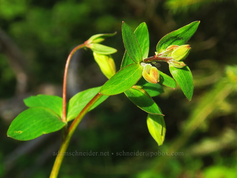 western columbine, budding (Aquilegia formosa) [Lookout Mountain Road, Mt. Hood National Forest, Hood River County, Oregon]
