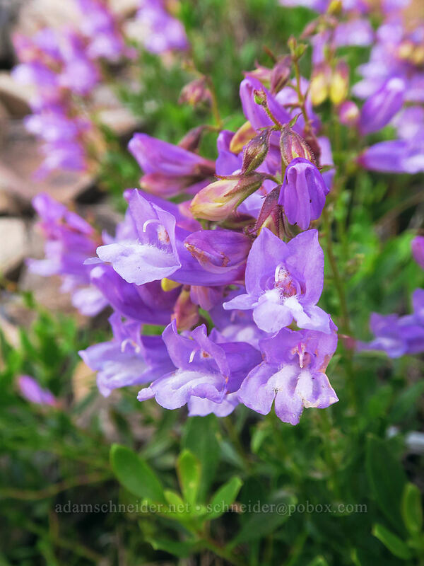 shrubby penstemon (Penstemon fruticosus) [Forest Road 44, Mt. Hood National Forest, Hood River County, Oregon]