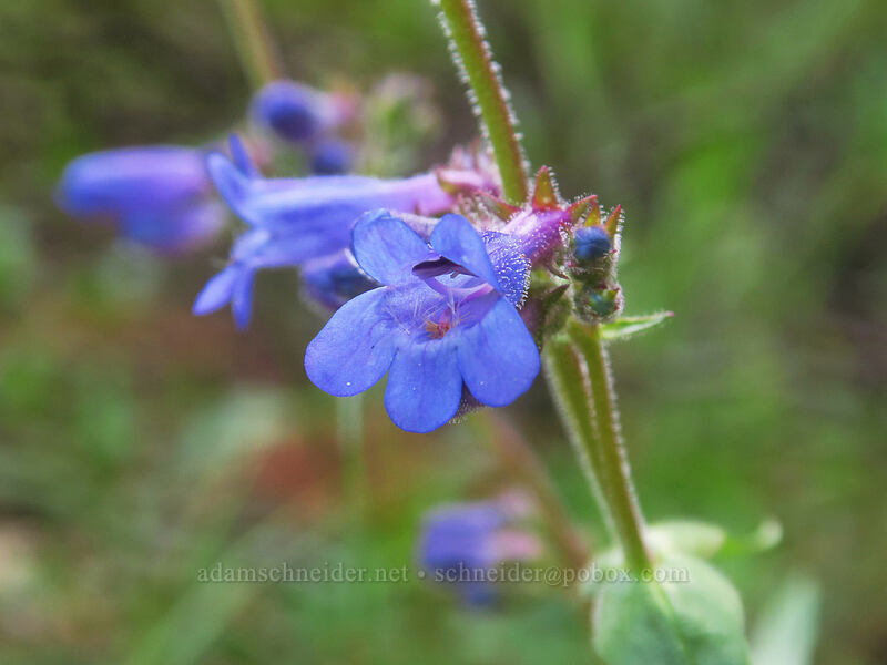 fine-tooth penstemon (Penstemon subserratus) [Forest Road 44, Mt. Hood National Forest, Hood River County, Oregon]
