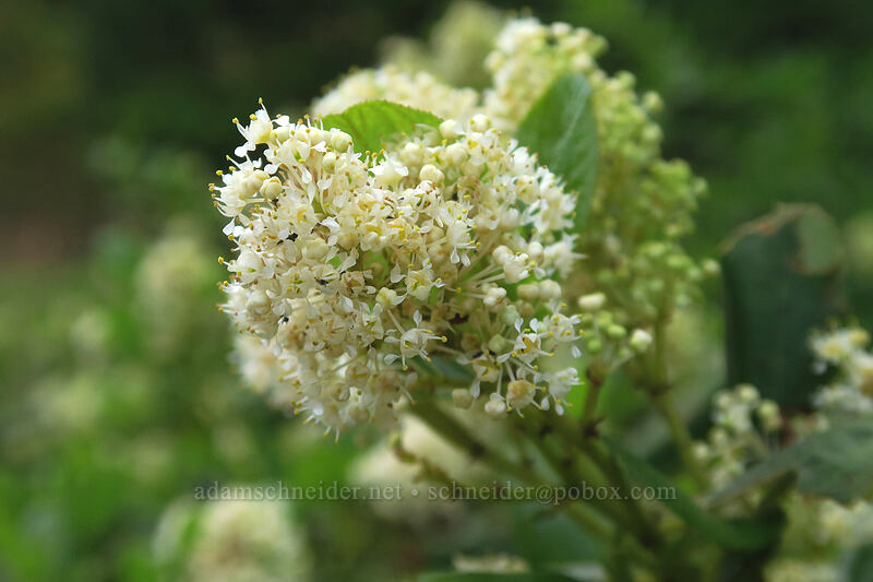snowbrush (Ceanothus velutinus) [Forest Road 44, Mt. Hood National Forest, Hood River County, Oregon]