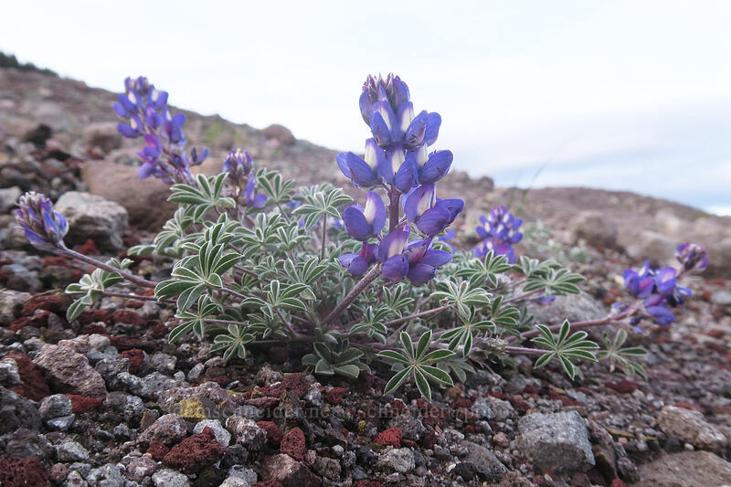 dwarf lupine (Lupinus lepidus var. lobbii) [White River West Sno-Park, Mt. Hood National Forest, Hood River County, Oregon]