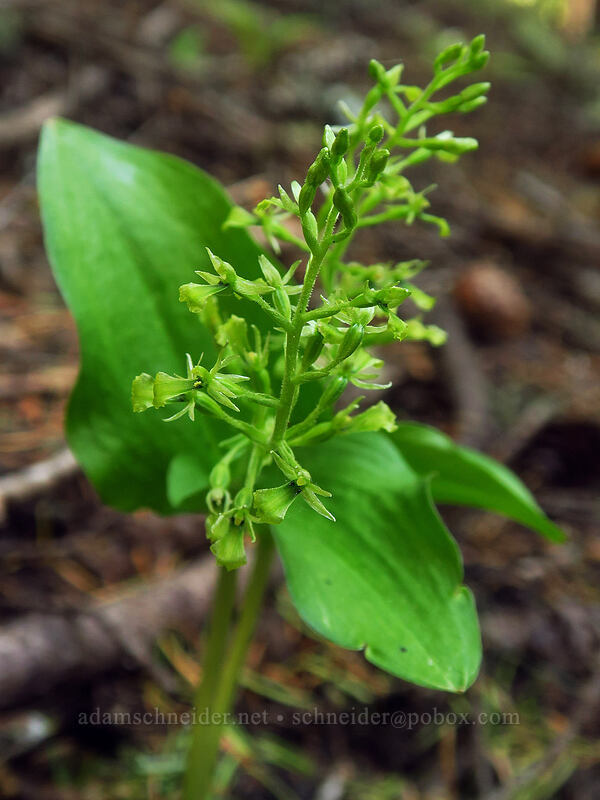 northwest twayblade (Neottia banksiana (Listera caurina)) [Boulder Lake Trail, Mt. Hood National Forest, Wasco County, Oregon]
