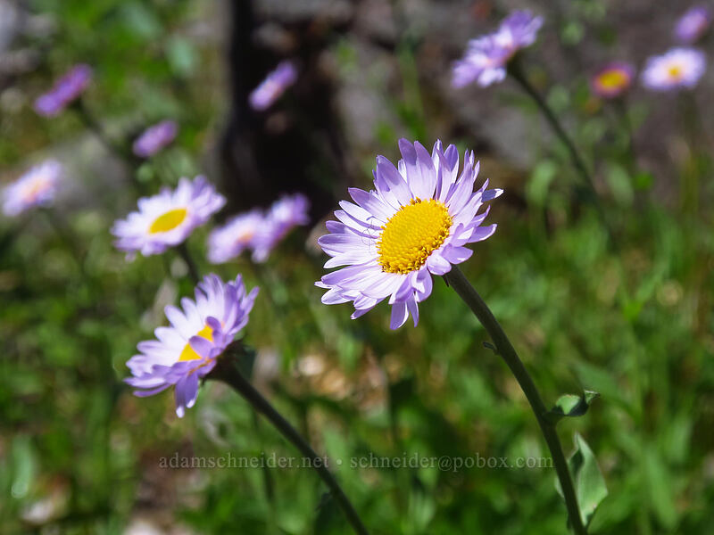 subalpine fleabane (Erigeron glacialis var. glacialis) [Boulder Lake Trail, Mt. Hood National Forest, Hood River County, Oregon]