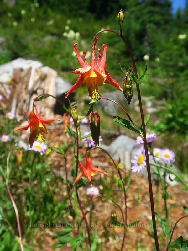 crimson columbine (Aquilegia formosa) [Boulder Lake Trail, Mt. Hood National Forest, Hood River County, Oregon]