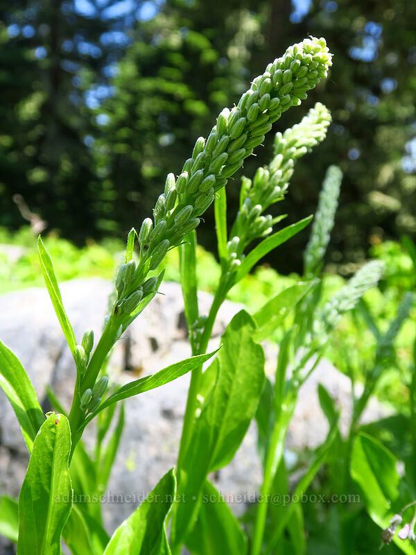 rainiera, budding (Rainiera stricta (Luina stricta)) [Boulder Lake Trail, Mt. Hood National Forest, Hood River County, Oregon]