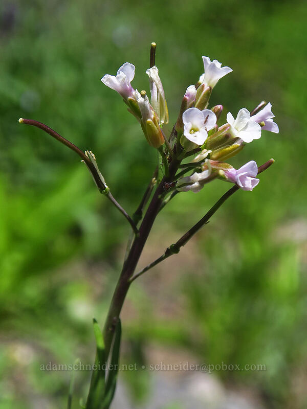Drummond's rock-cress (Boechera stricta (Arabis drummondii)) [Boulder Lake Trail, Mt. Hood National Forest, Hood River County, Oregon]