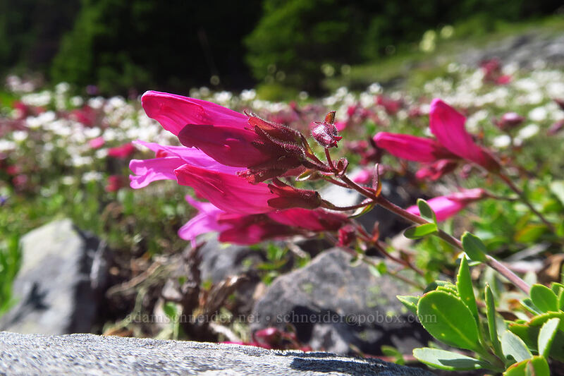cliff penstemon (Penstemon rupicola) [Boulder Lake Trail, Mt. Hood National Forest, Hood River County, Oregon]