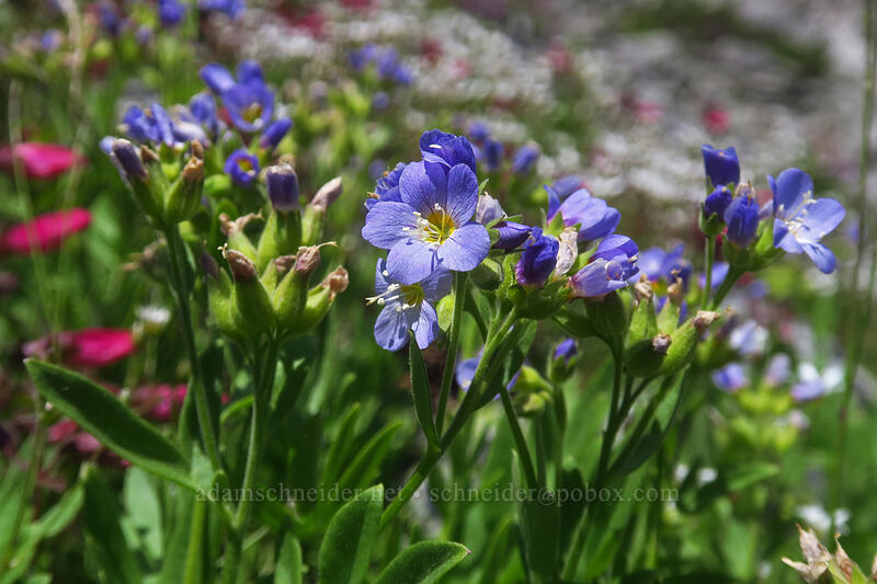 California jacob's-ladder (Polemonium californicum) [Boulder Lake Trail, Mt. Hood National Forest, Hood River County, Oregon]