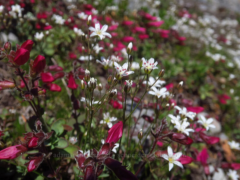 alpine sandwort & cliff penstemon (Eremogone capillaris (Arenaria capillaris), Penstemon rupicola) [Boulder Lake Trail, Mt. Hood National Forest, Hood River County, Oregon]