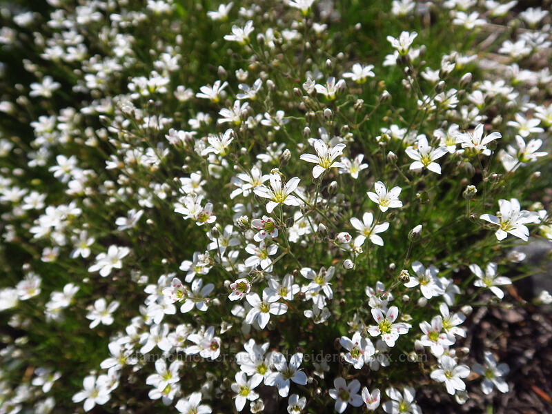 alpine sandwort (Eremogone capillaris (Arenaria capillaris)) [Boulder Lake Trail, Mt. Hood National Forest, Hood River County, Oregon]