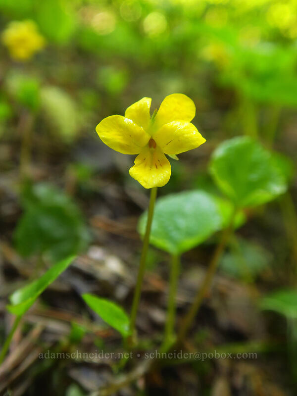 evergreen violet (Viola sempervirens) [Boulder Lake Trail, Mt. Hood National Forest, Hood River County, Oregon]
