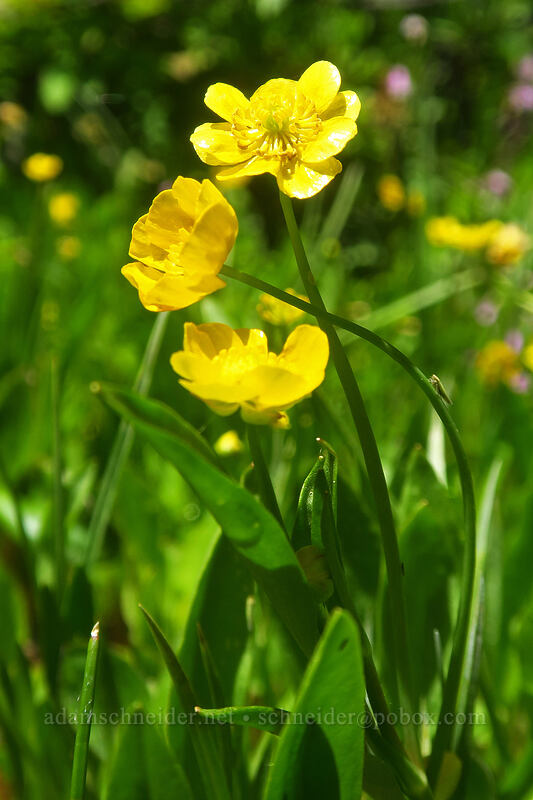 plantain-leaf buttercups (Ranunculus alismifolius) [Boulder Lake Trail, Mt. Hood National Forest, Hood River County, Oregon]
