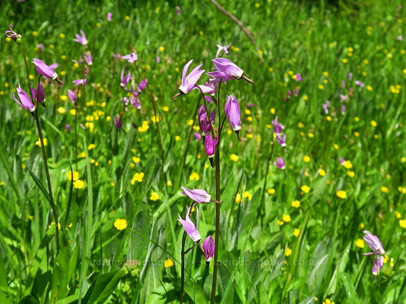 shooting stars & buttercups (Dodecatheon alpinum (Primula tetrandra), Ranunculus alismifolius) [Boulder Lake Trail, Mt. Hood National Forest, Hood River County, Oregon]