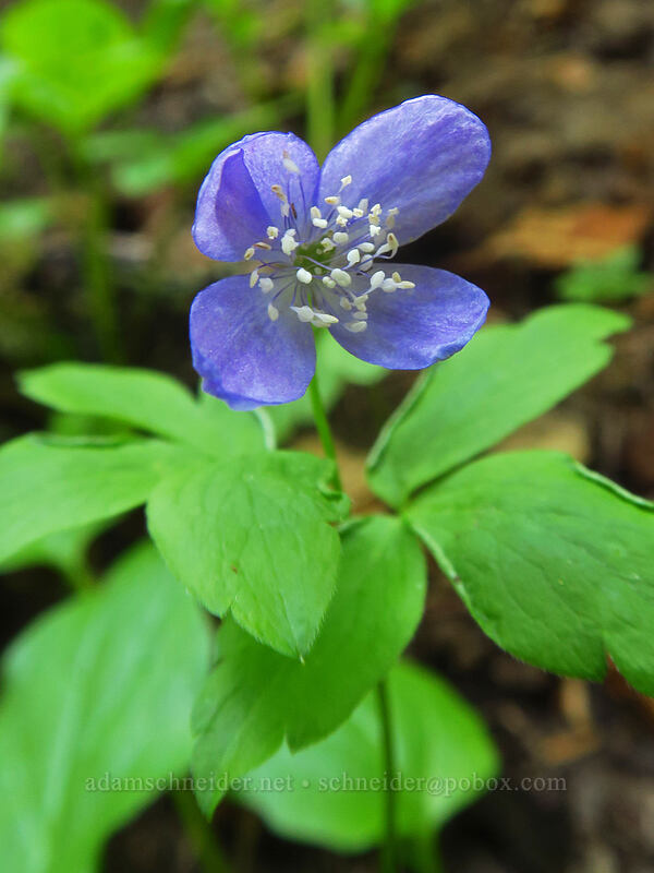 Oregon anemone (Anemone oregana (Anemonoides oregana)) [Boulder Lake Trail, Mt. Hood National Forest, Hood River County, Oregon]