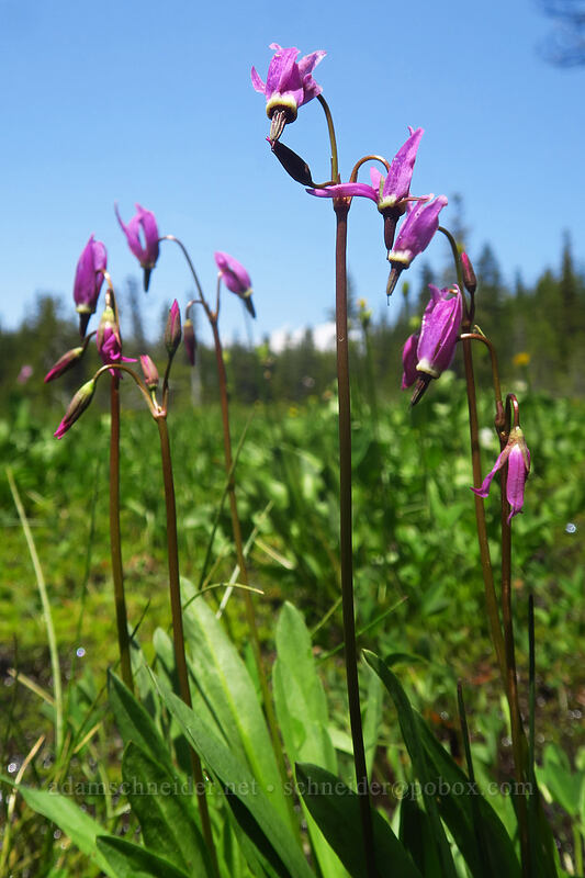 alpine mountain shooting stars (Dodecatheon alpinum (Primula tetrandra)) [Bonney Meadows, Mt. Hood National Forest, Hood River County, Oregon]