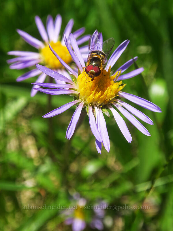 flower fly on tundra aster (Oreostemma alpigenum var. alpigenum (Aster alpigenus)) [Bonney Meadows, Mt. Hood National Forest, Hood River County, Oregon]