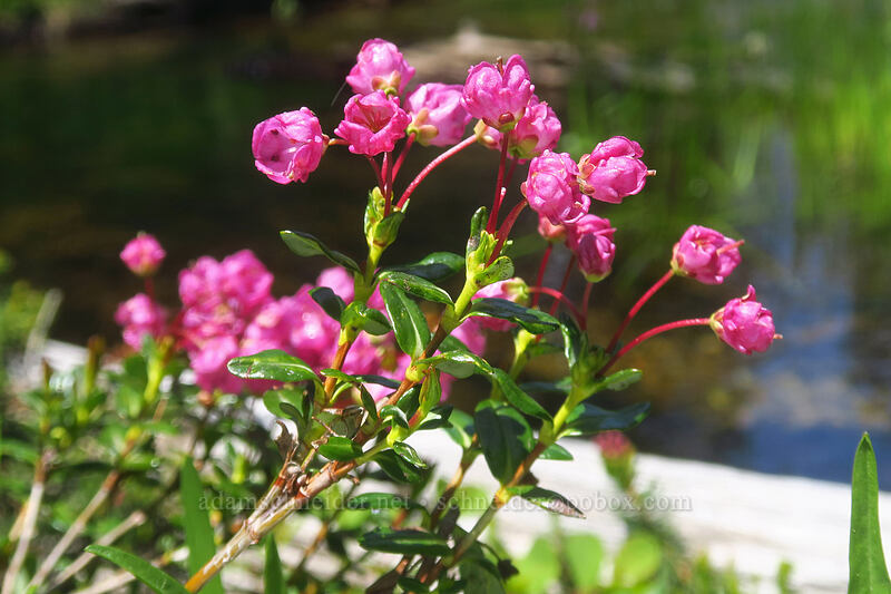 western bog laurel (Kalmia microphylla (Kalmia polifolia ssp. microphylla)) [Bonney Meadows, Mt. Hood National Forest, Hood River County, Oregon]