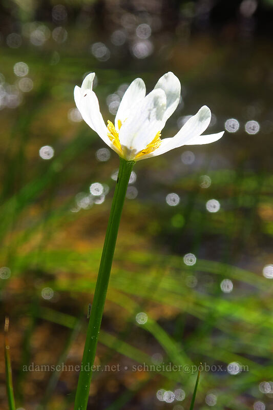 white marsh-marigold (Caltha biflora (Caltha leptosepala var. biflora)) [Bonney Meadows, Mt. Hood National Forest, Hood River County, Oregon]