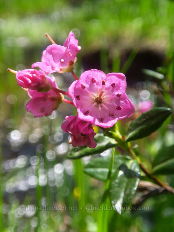 western bog laurel (Kalmia microphylla (Kalmia polifolia ssp. microphylla)) [Bonney Meadows, Mt. Hood National Forest, Hood River County, Oregon]