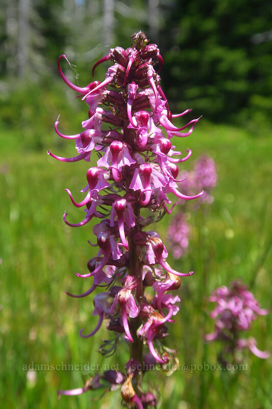 elephant's-head lousewort (Pedicularis groenlandica) [Bonney Meadows, Mt. Hood National Forest, Hood River County, Oregon]
