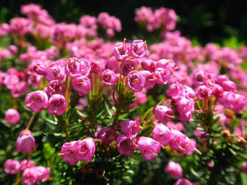 pink mountain heather (Phyllodoce empetriformis) [Bonney Meadows, Mt. Hood National Forest, Hood River County, Oregon]